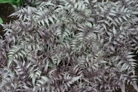 Athyrium niponicum — port de la plante