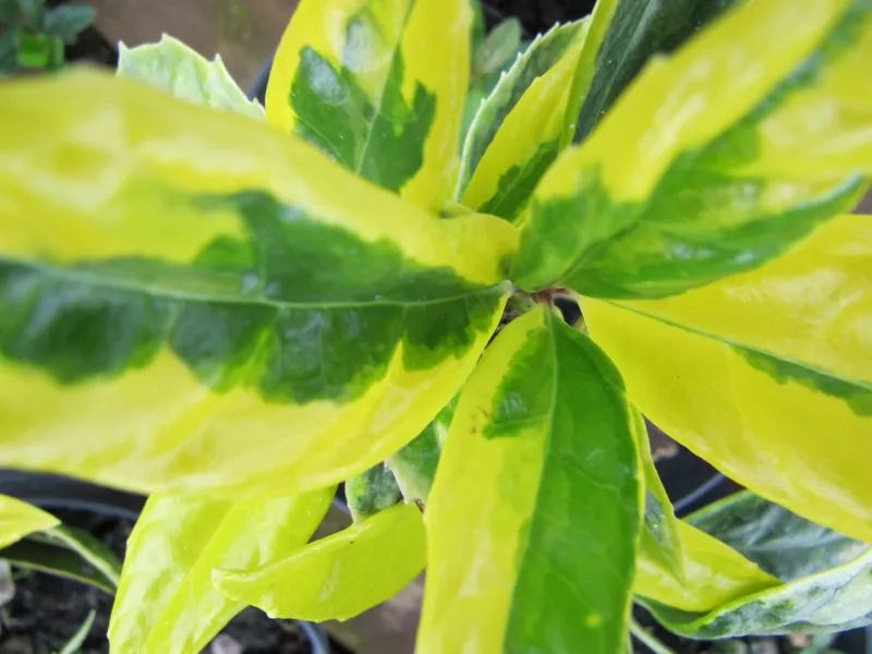 Aucuba — Aucuba japonica
