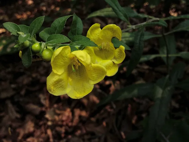 Aureolaria virginica — floraison