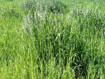 Avena sativa — photographie botanique
