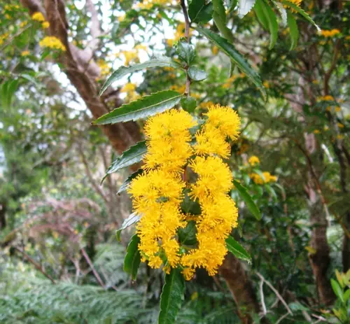 Azara lanceolata — floraison