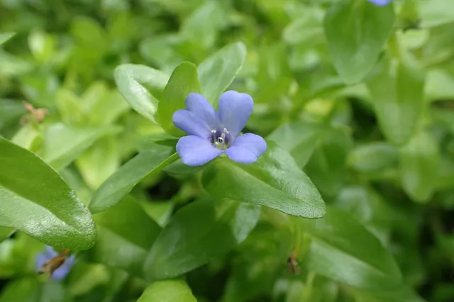 Bacopa caroliniana — floraison