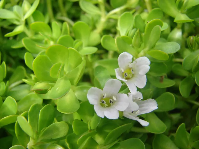 Bacopa monnieri — floraison