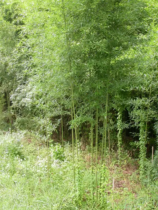 Bambou doré — Phyllostachys aurea