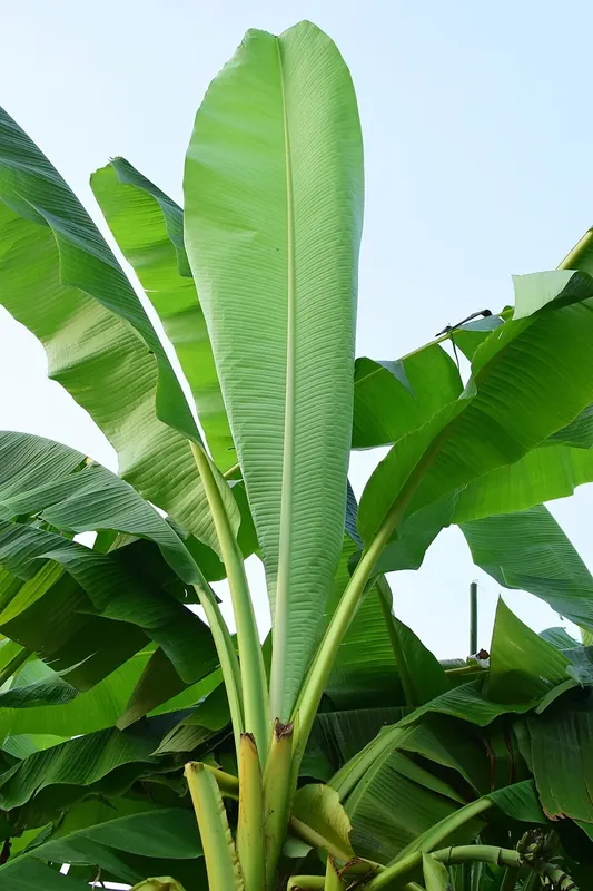 Grandes feuilles vertes du bananier du Japon