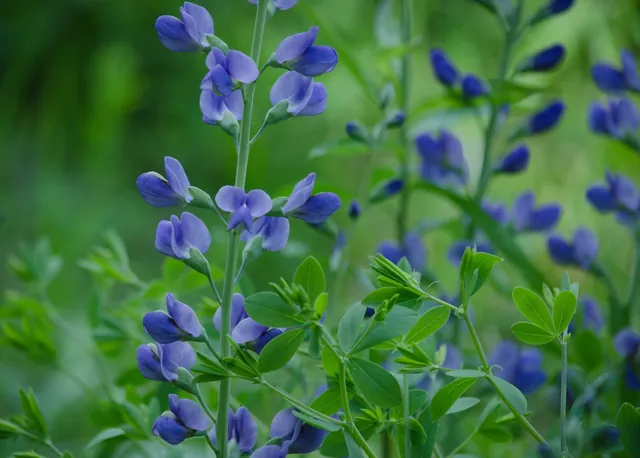 Baptisia aberrans — floraison