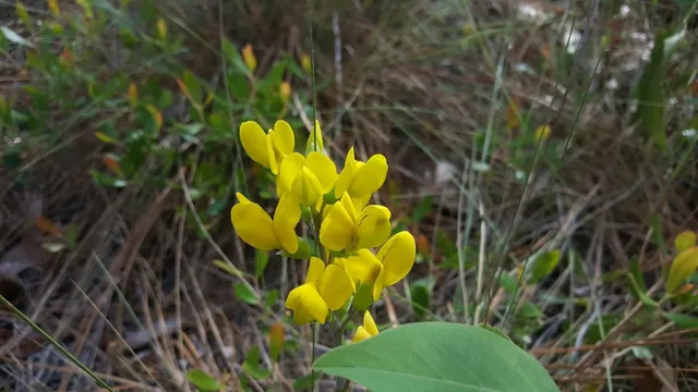 Baptisia cinerea — floraison