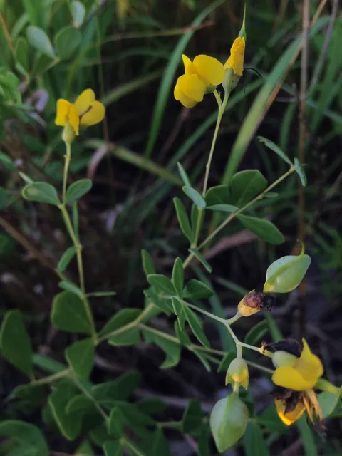 Baptisia tinctoria — port de la plante