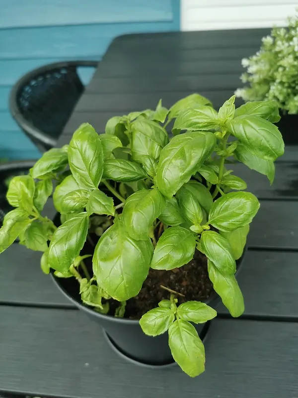Basilic vert cultivé en pot