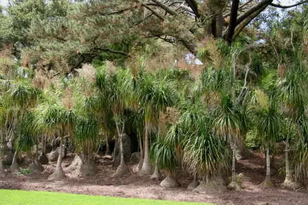 Beaucarnea recurvata — photographie botanique