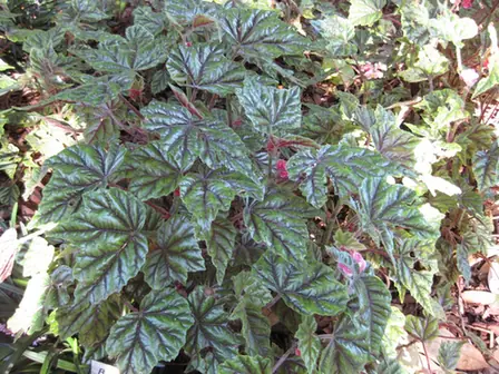 Begonia incarnata — feuillage