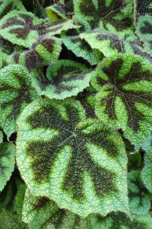 Begonia masoniana — feuillage