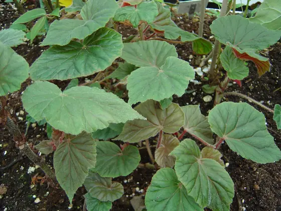 Begonia scharffiana — feuillage