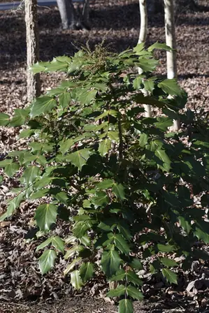 Berberis bealei — port de la plante