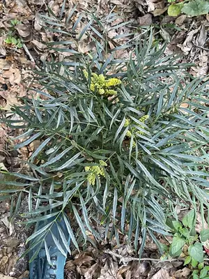 Berberis eurybracteata — port de la plante