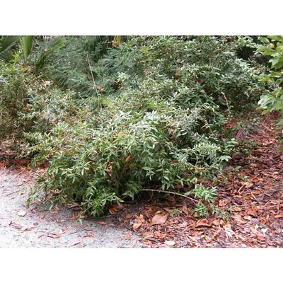 Berberis koreana — port de la plante