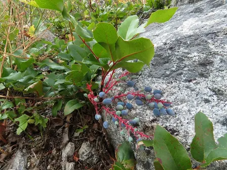 Berberis repens — port de la plante