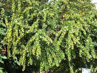 Berberis verruculosa — port de la plante