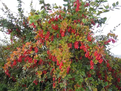 Berberis vulgaris — port de la plante