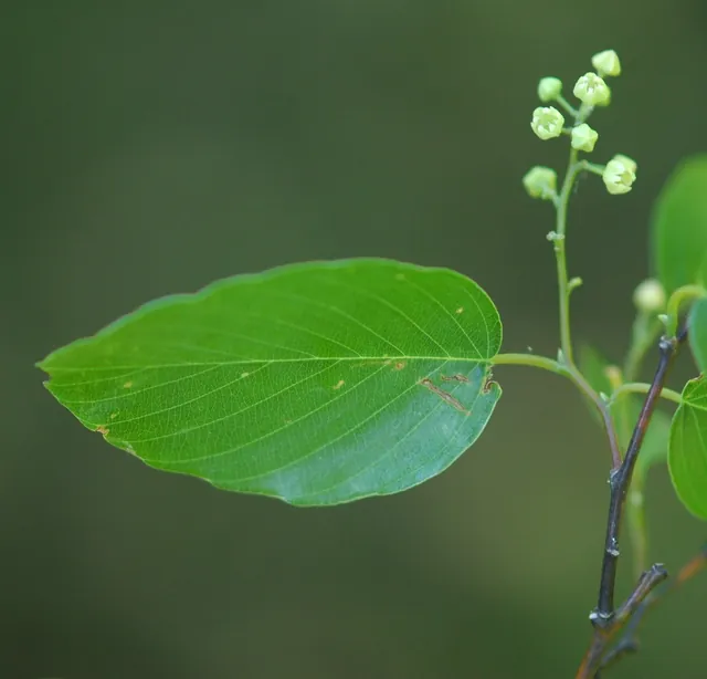 Berchemia scandens — floraison