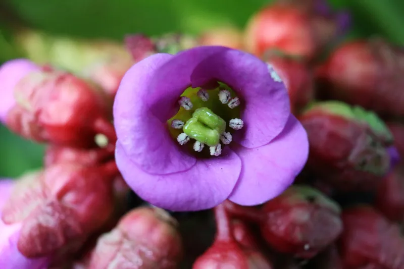 Bergénia — Bergenia cordifolia