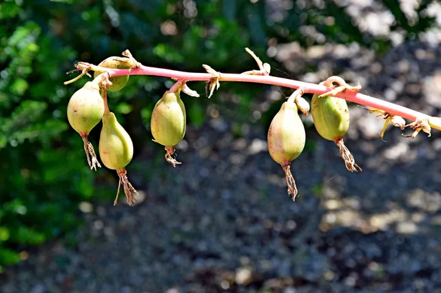 Beschorneria yuccoides — port de la plante