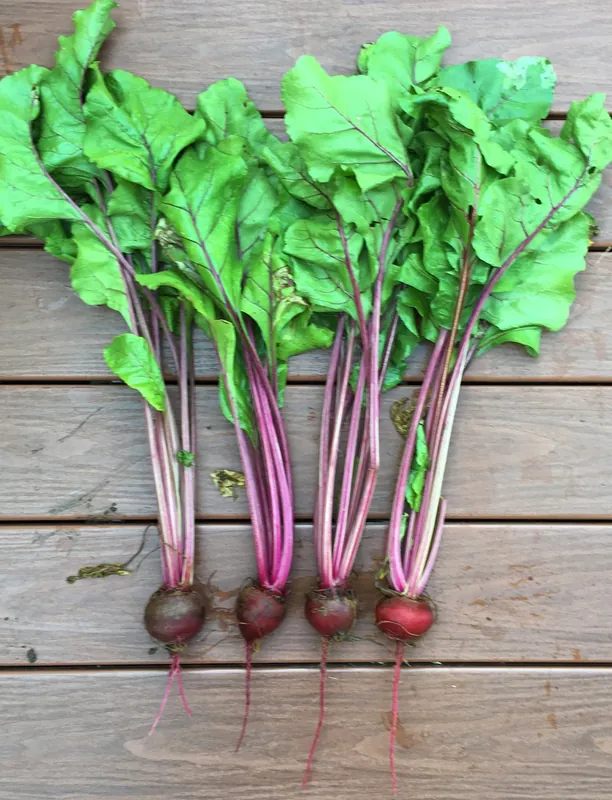 Betterave — Beta vulgaris (groupe Betterave potagère)