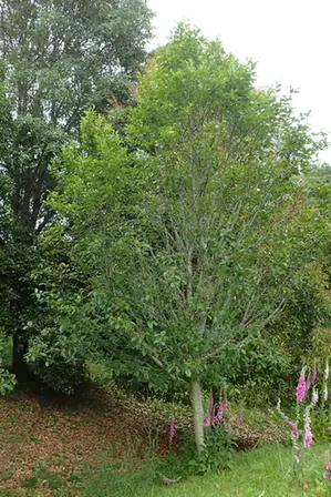 Betula grossa — port de la plante