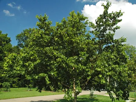 Betula maximowicziana — port de la plante