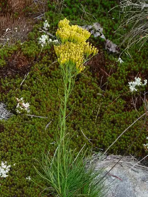Bigelowia nuttallii — port de la plante