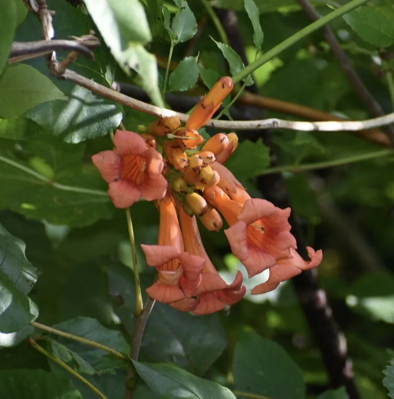 Bignone — Campsis radicans