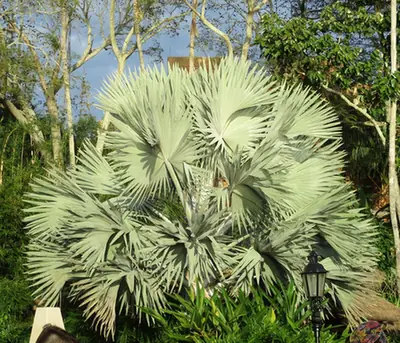 Bismarckia nobilis — port de la plante