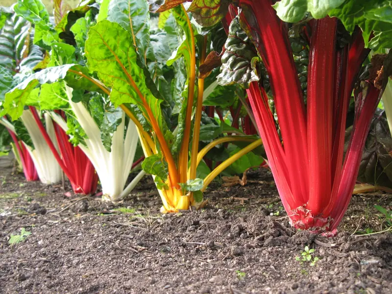 Blette — Beta vulgaris (groupe Bette)