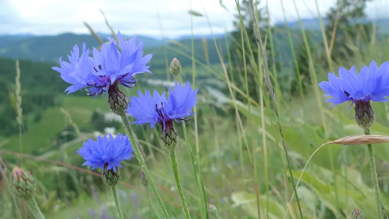 Bleuet — Centaurea cyanus