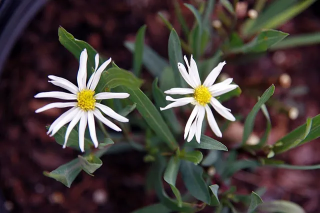 Boltonia asteroides — floraison