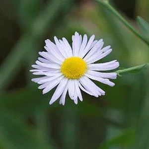 Boltonia decurrens — floraison