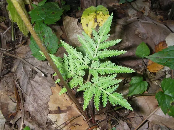 Botrychium dissectum — port de la plante