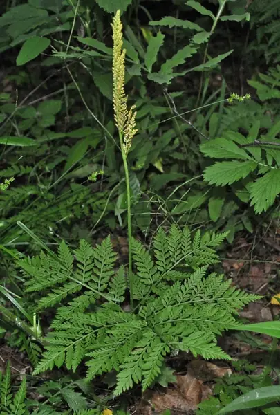 Botrychium virginianum — port de la plante