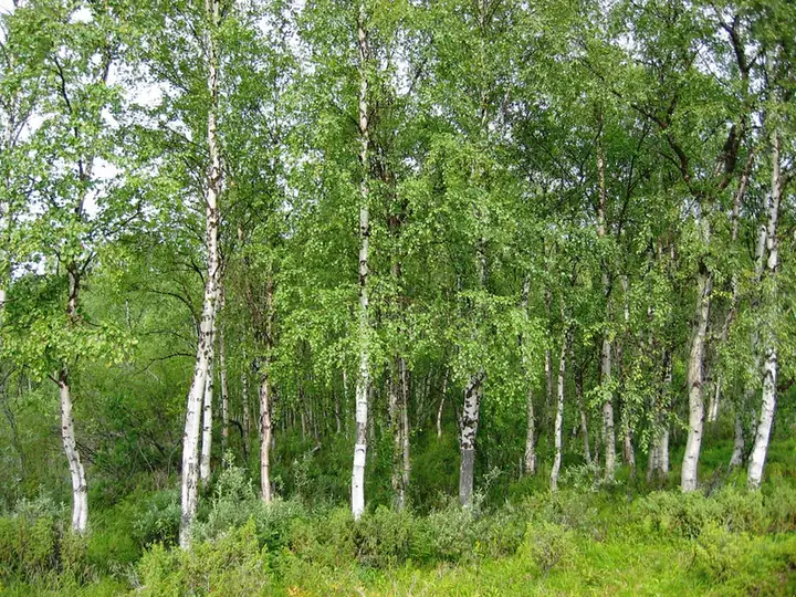 Bouleau verruqueux — Betula pendula