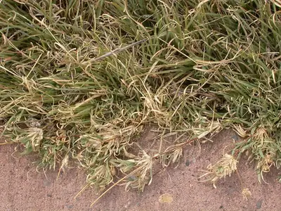 Bouteloua dactyloides — port de la plante