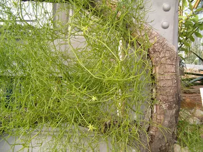 Bowiea volubilis — port de la plante