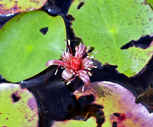 Brasenia schreberi — floraison
