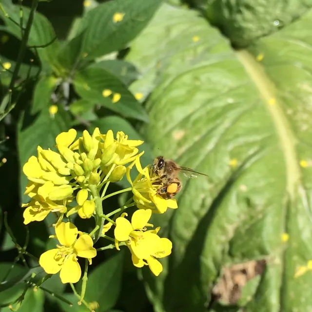 Brassica juncea — floraison
