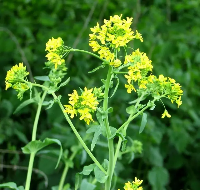 Brassica oleracea — floraison