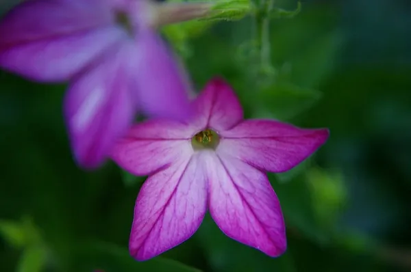 Browallia speciosa — photographie botanique