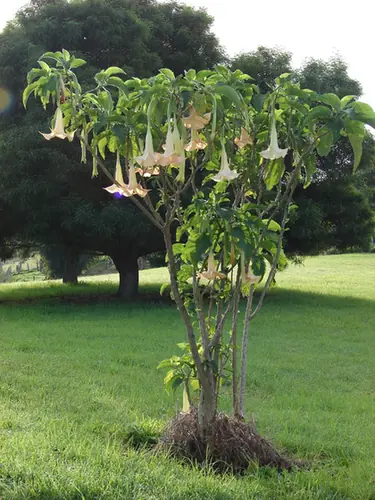 Brugmansia × candida — port de la plante