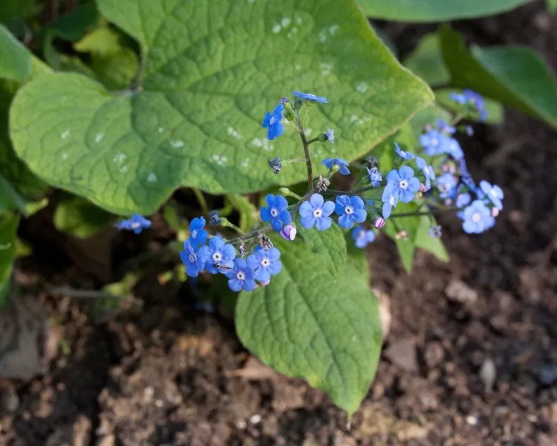 Brunnera — Brunnera macrophylla