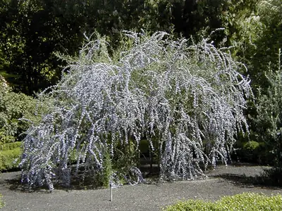 Buddleja alternifolia — port de la plante