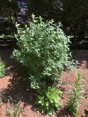 Buddleja davidii — port de la plante