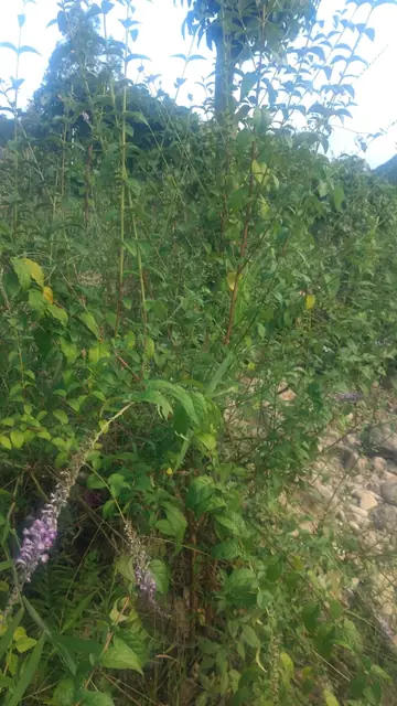 Buddleja fallowiana — port de la plante